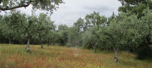Casa T1 em Castelo Branco, Portugal N.º 73904 23