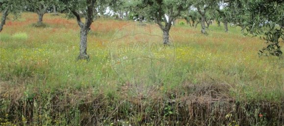 Casa T1 em Castelo Branco, Portugal N.º 73904 29