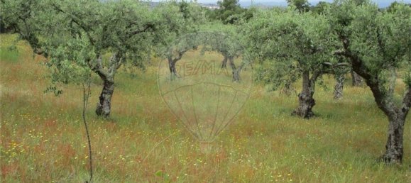 Casa T1 em Castelo Branco, Portugal N.º 73904 28