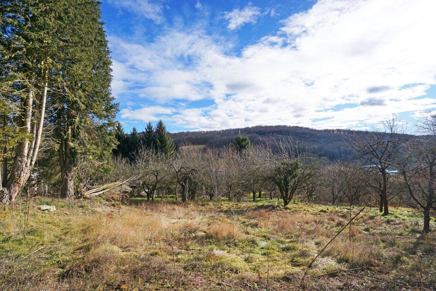 Terrain à Mauerbach, Austria No. 37792