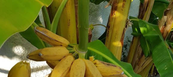 5 rooms House in San Lucido, Italy No. 251157 27