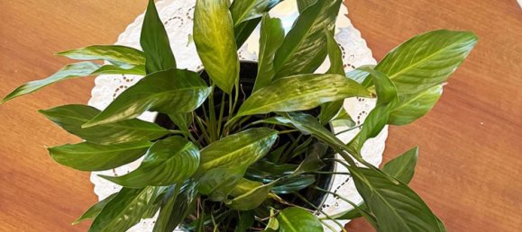 3 rooms Apartment in Milan, Italy No. 287657 14