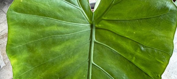 3 rooms Apartment in Milan, Italy No. 287657 8