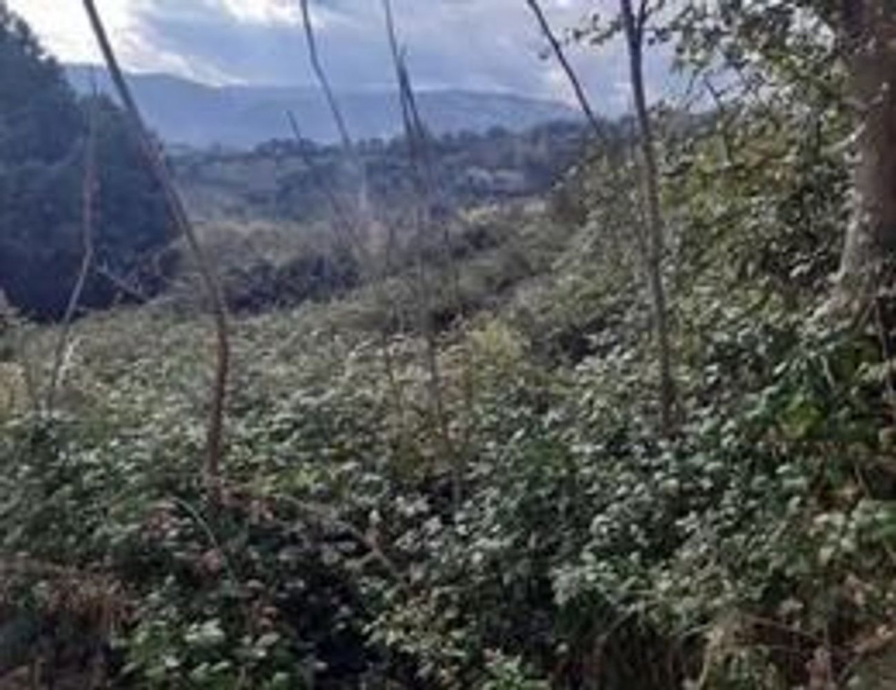  قطعة أرض في Cosenza, Italy 1355متر مربع رقم 266888