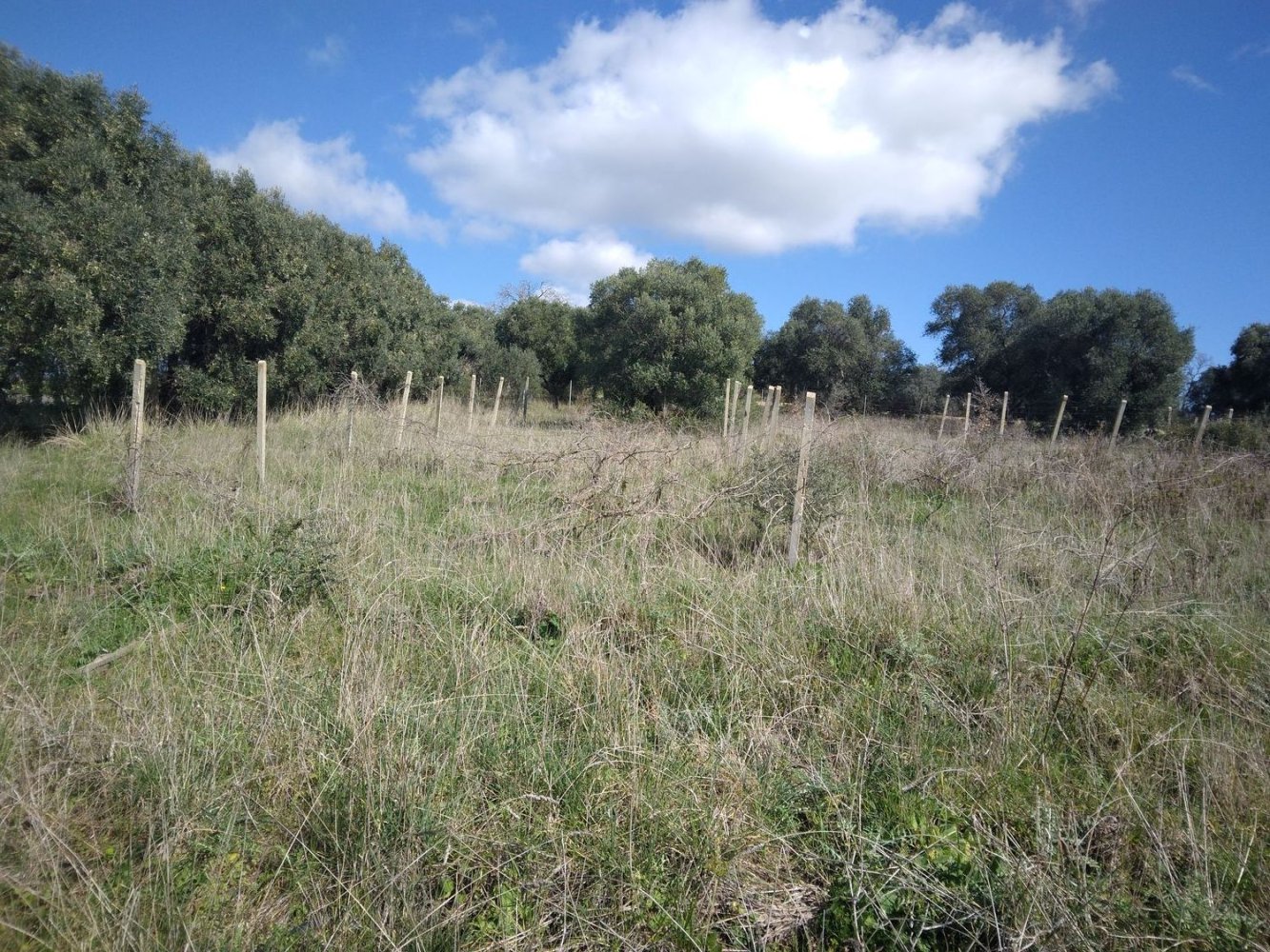 Terreno em Barbarano Romano, Italy 6800 m² N.º 25620