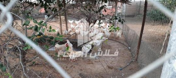 18581m² Land in Ras Al Khaimah, UAE No. 107357 4