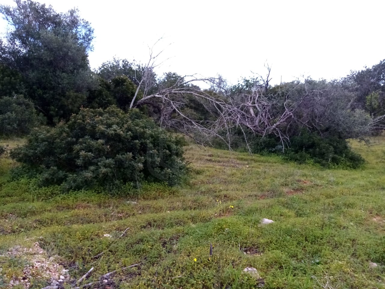 Grundstück in Loule, Portugal, Nr. 60005