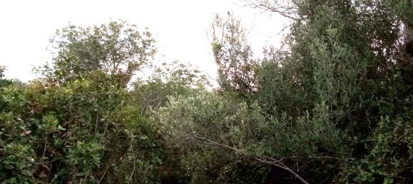 Grundstück in Loule, Portugal, Nr. 60005 6