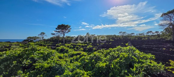 Grundstück in Madalena, Portugal, Nr. 280429 11