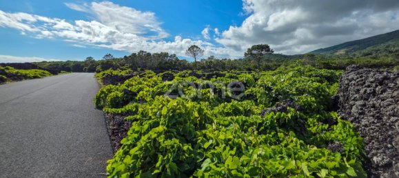 Grundstück in Madalena, Portugal, Nr. 280429 8