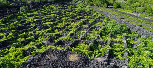 Grundstück in Madalena, Portugal, Nr. 280429 15