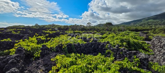 Grundstück in Madalena, Portugal, Nr. 280429 10