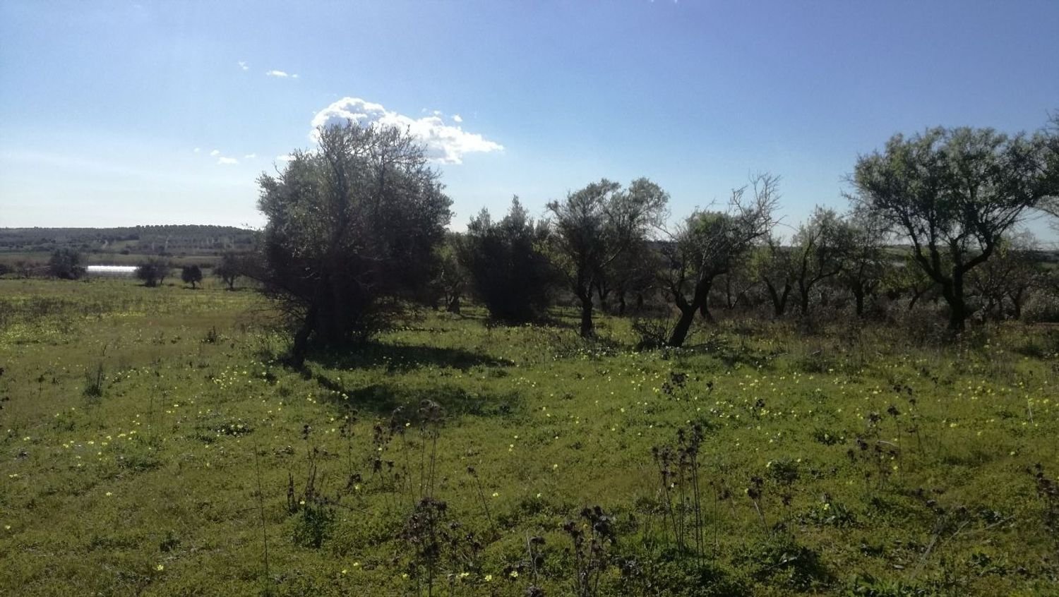  قطعة أرض في Noto, Italy 6700متر مربع رقم 61474