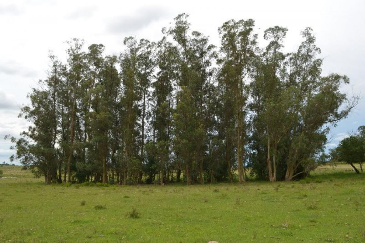 Granja en Canelones, Uruguay No. 14320