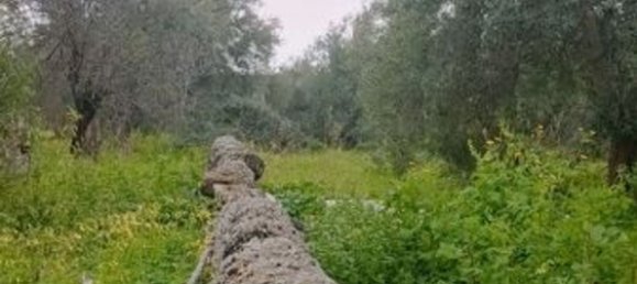 15000m² Land in Floridia, Italy No. 179289 5