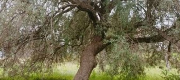 15000m² Land in Floridia, Italy No. 179289 6