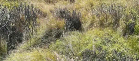 Grundstück in El Rosario, Spain 532m², Nr. 118599 2