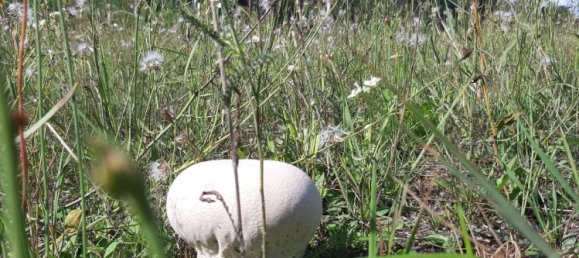 Terreno em Oder-Spree, Germany N.º 276770 7