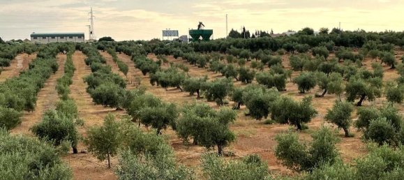  قطعة أرض في Linares, Spain رقم 154774 11