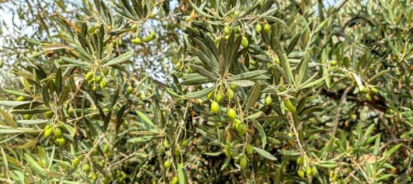  قطعة أرض في Linares, Spain رقم 154774 10