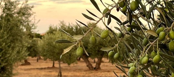  قطعة أرض في Linares, Spain رقم 154774 2