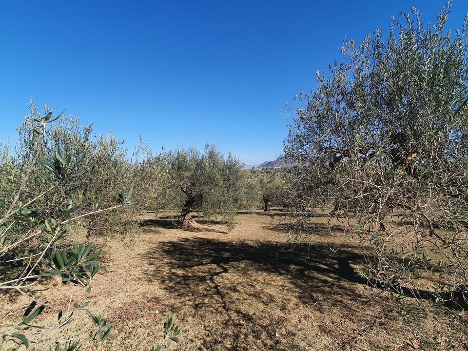  Land in Alhaurin el Grande, Spain No. 270108