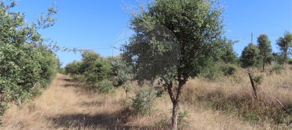 9 غرف نوم منزل في Idanha a Nova, Portugal رقم 62589 36