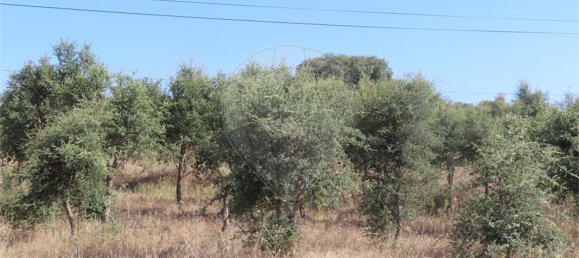 9 غرف نوم منزل في Idanha a Nova, Portugal رقم 62589 35