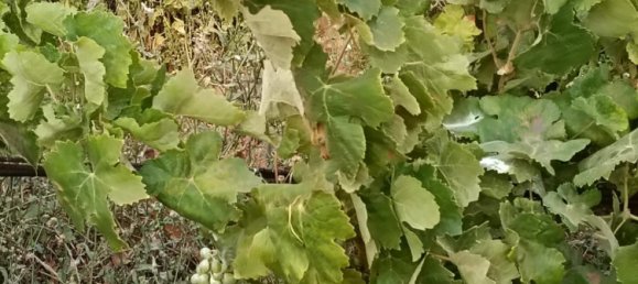 Terreno en Puerto Del Rosario, Spain 3075 m² No. 165380 11