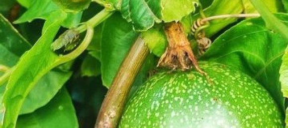 3700m² Land in Tenerife, Spain No. 269551 8