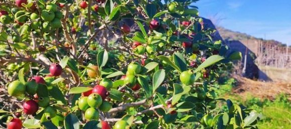 3700m² Land in Tenerife, Spain No. 269551 10