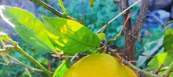 3700m² Land in Tenerife, Spain No. 269551 9