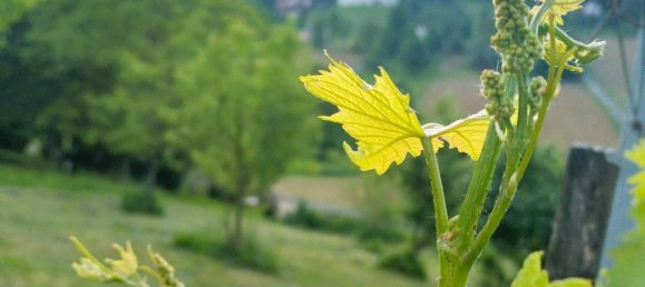  قطعة أرض في Straden, Austria رقم 138231 14