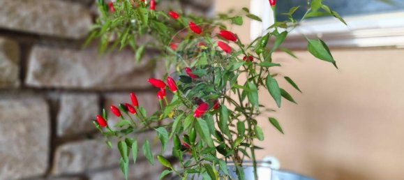 7 rooms Villa in Belvedere Langhe, Italy No. 65229 29