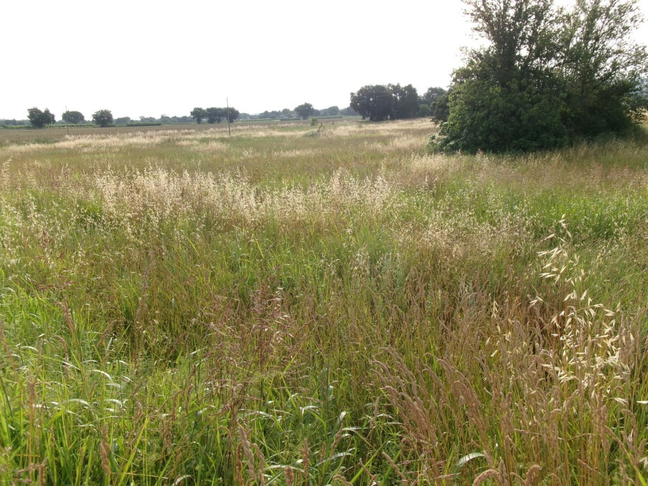 Земельный участок 34658м² в Монтемарчано, Италия № 164591