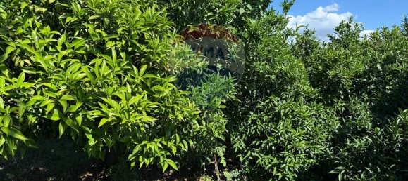 Terreno em Giarre, Italy 55324 m² N.º 266934 35