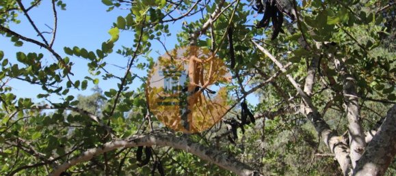 Grundstück in Sao Bras de Alportel, Portugal 6946m², Nr. 49496 25