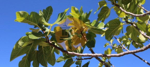 Grundstück in Sao Bras de Alportel, Portugal 6946m², Nr. 49496 27