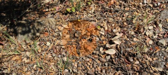 Grundstück in Sao Bras de Alportel, Portugal 6946m², Nr. 49496 29