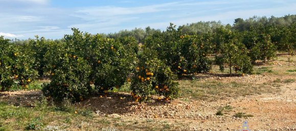 Grundstück in Castellon, Spain 83200m², Nr. 153215 3