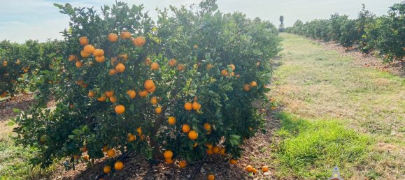 Grundstück in Castellon, Spain 83200m², Nr. 153215 9