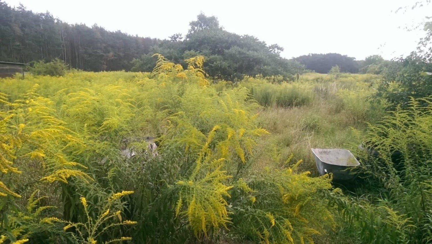  Land in Dahme-Spreewald, Germany No. 329638