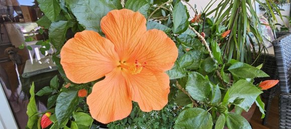 2-Zimmer Wohnung in Villach, Austria, Nr. 234388 15