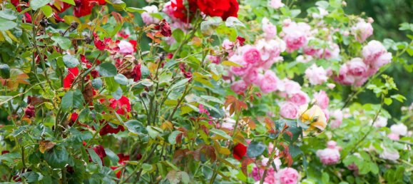 3 rooms House in Cochem-Zell, Germany No. 242737 20