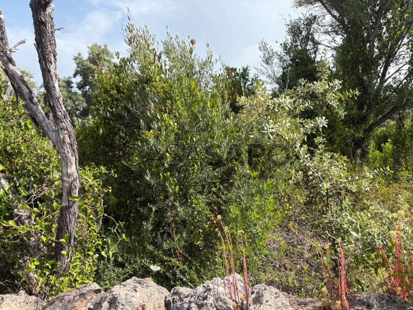 Земельный участок в Салир, Португалия № 325859