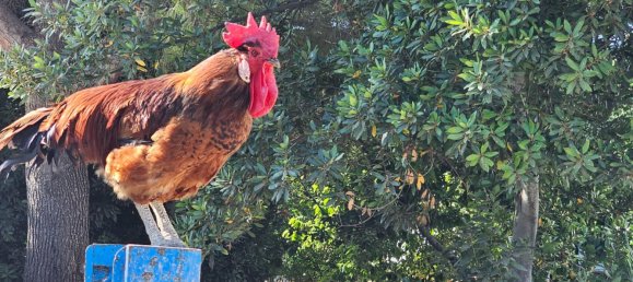 4 bedrooms House in Sanlucar de Barrameda, Spain No. 144813 33