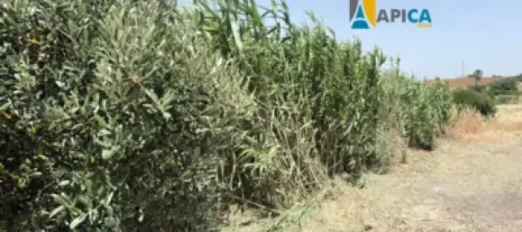 Terrain à Cadiz, Spain No. 170652 6