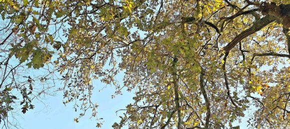  قطعة أرض في O Pino, Spain 5000متر مربع رقم 43262 14