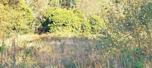  قطعة أرض في O Pino, Spain 5000متر مربع رقم 43262 12