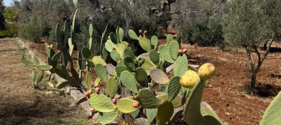 Terreno en San Vito dei Normanni, Italy No. 326563 5